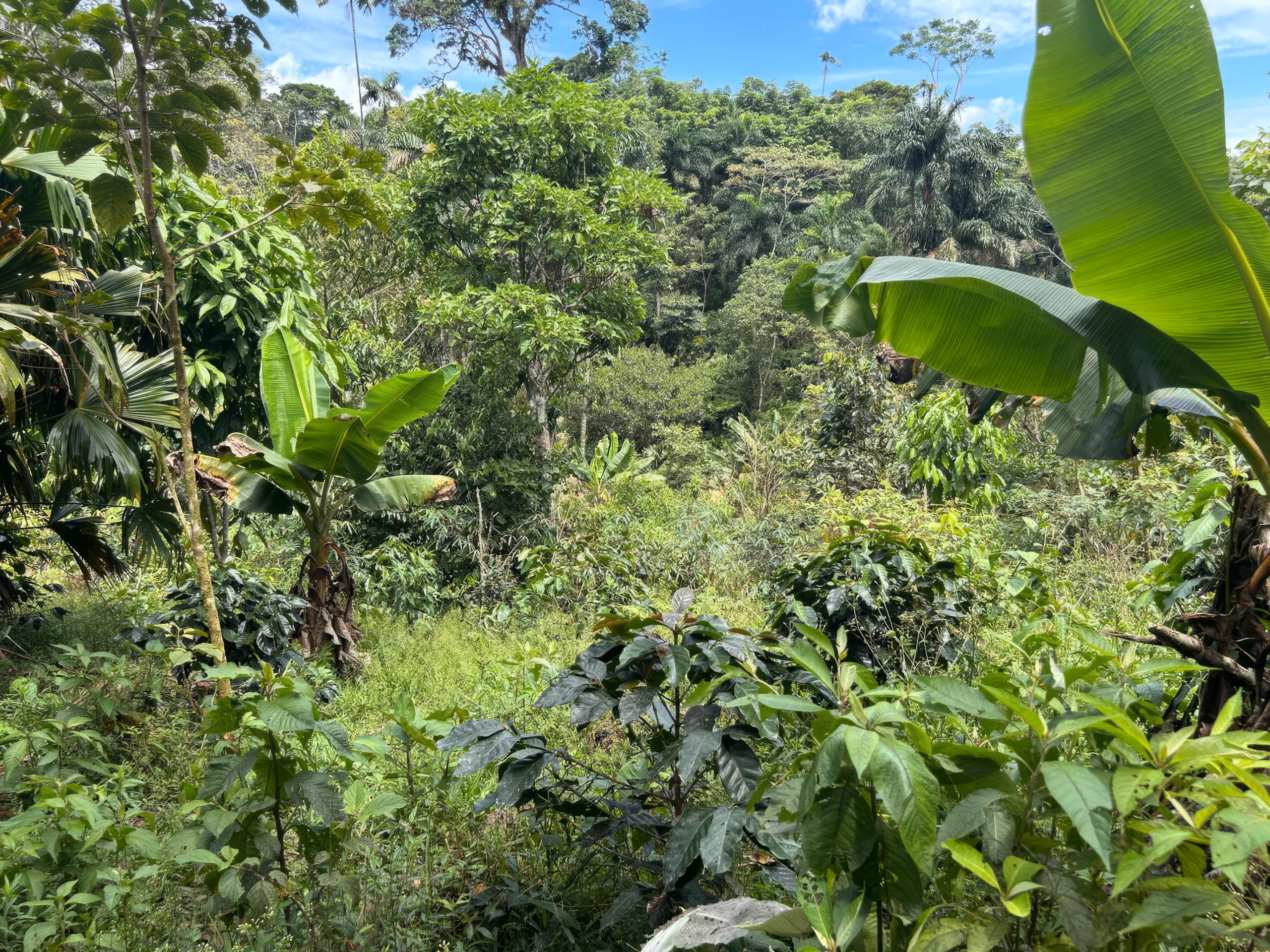 Ecuadorianischer Regenwald — Guayusa Anbaugebiet