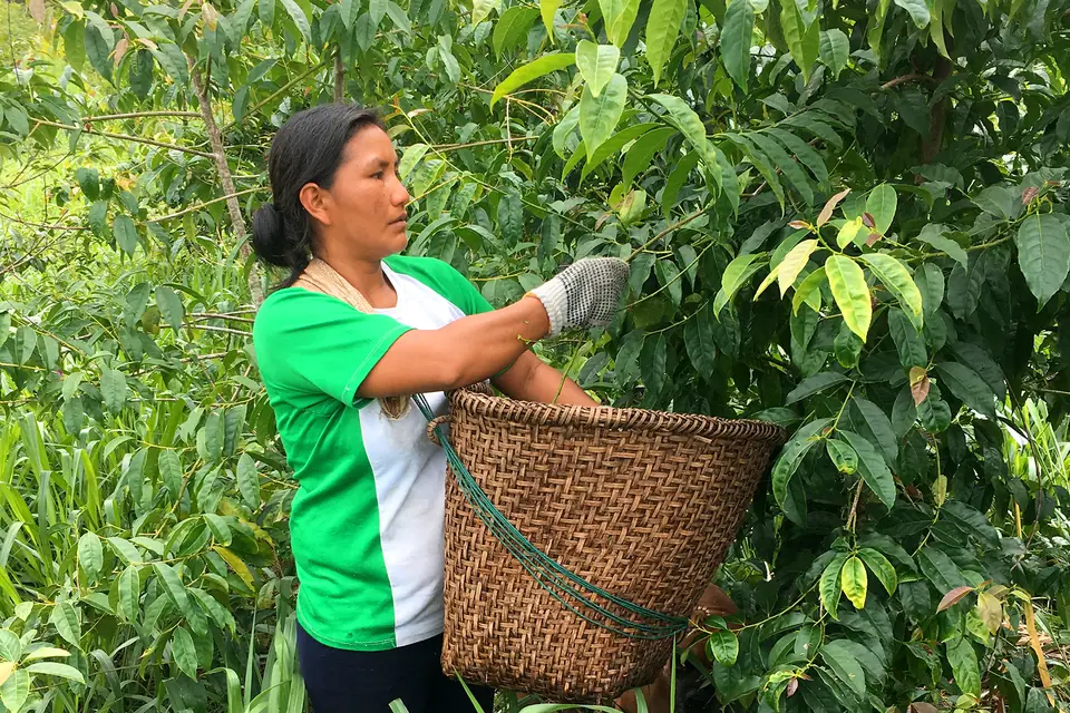 Frau mit geflochtenem Korb bei der Guayusa-Ernte