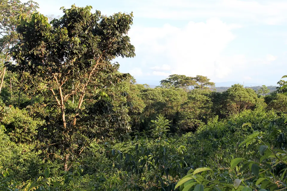 Chakra in der Provinz Napo: Guayusa wächst zwischen anderen Pflanzen unter hohen Bäumen