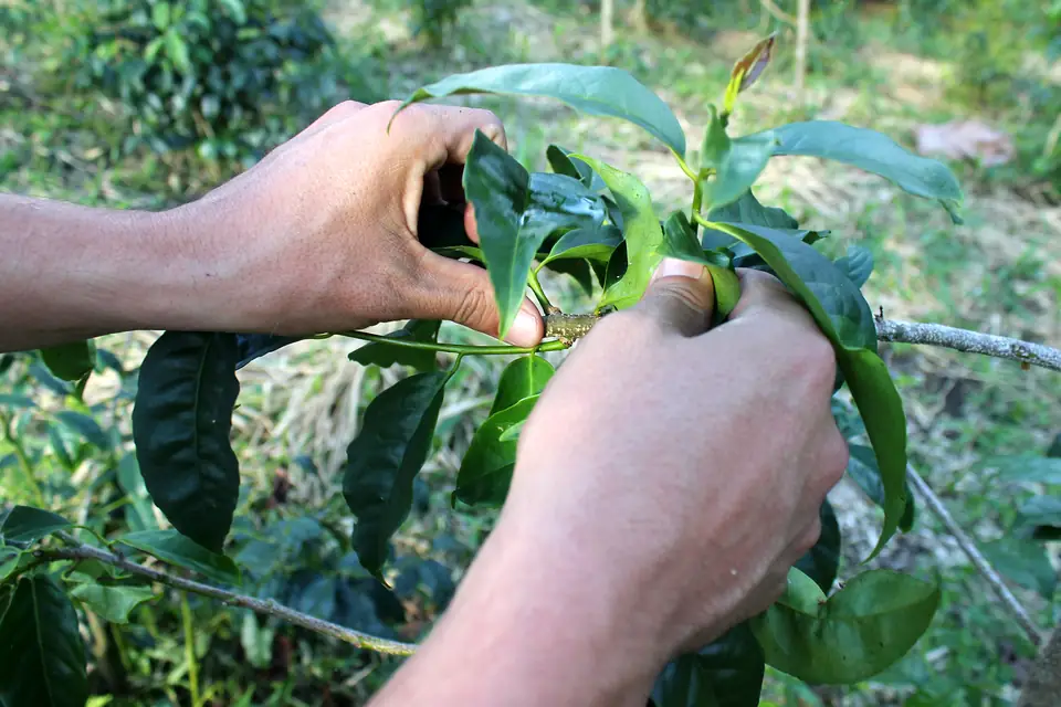 Zwei Hände streifen Guayusa-Blätter von einem Ast